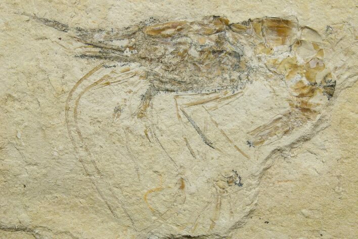 Cretaceous Fossil Shrimp - Lebanon #376608